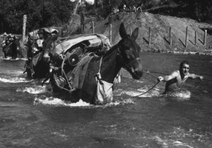 American soldiers cross river with mules