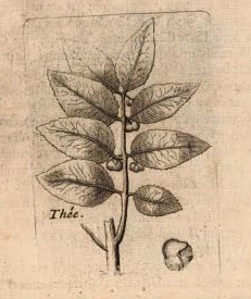 The Tea from Pomet by Pierre Pomet 1694
